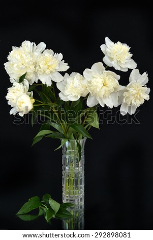 Peonies on a black background in a vase