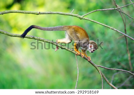 Common squirrel monkey (Saimiri sciureus) walking on a tree branch Royalty-Free Stock Photo #292918169