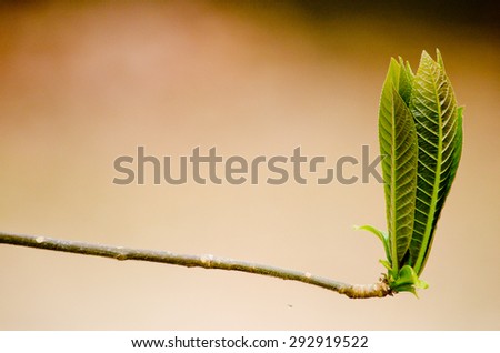 Texture background of green Leaf  is growth and have green background