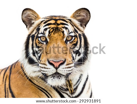 Young tiger isolated on white background