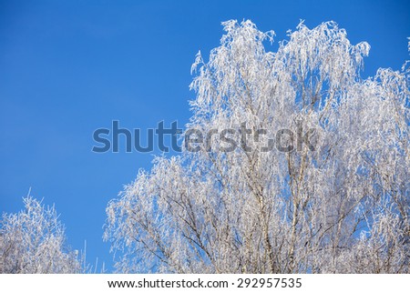 Birch tree branches covered with snow against clear blue sky at a winter day