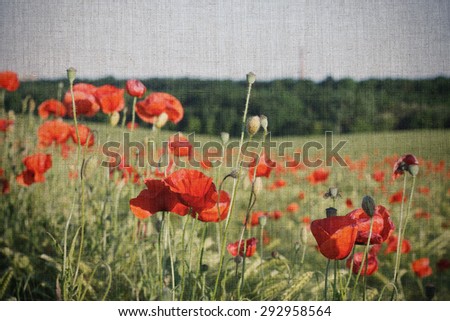red poppy flowers meadow, vintage style photo postcard. Linen rough texture.