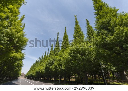 Avenue of ginkgo trees