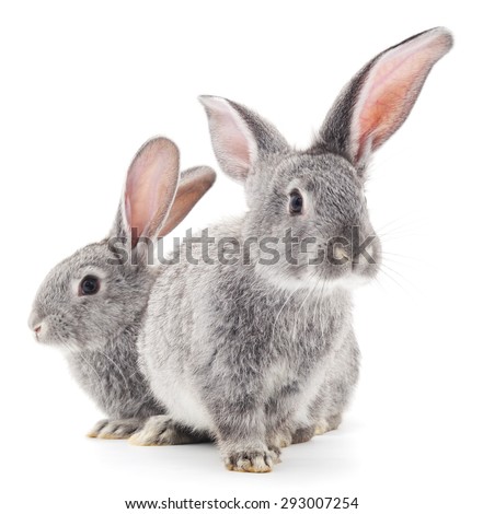Grey baby rabbits on a white background.