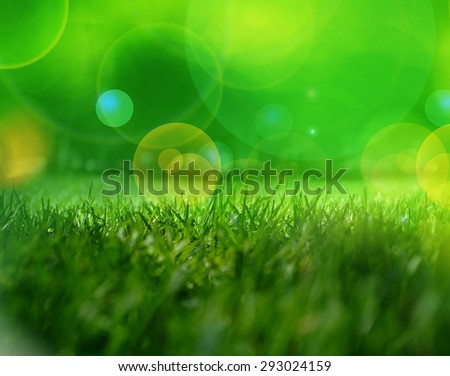  Green Grass with Water Drops / Abstract Background