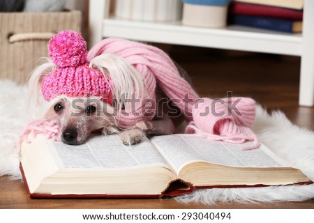 Hairless Chinese crested dog with book in room
