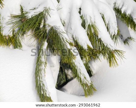 Authentic green pine branch covered with snow, selective soft focus as a background for a Christmas design.