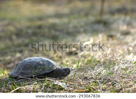 Gray forest turtle crawling on the grass
