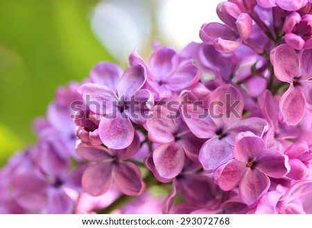 Beautiful background of foliage and lilac flowers
