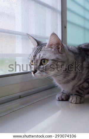 American shorthair cat is  looking forward