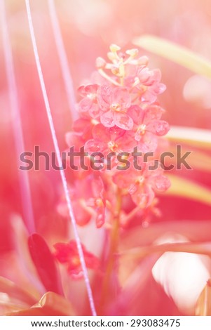 beautiful flower with Soft Focus background