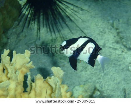 White tail dascyllus - Pacific Ocean, Philippines