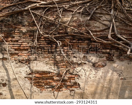 tree roots On the old Great Wall