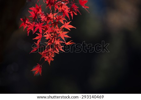 Japanese colored leaves