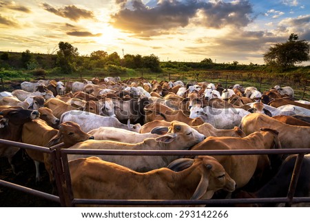 group of cow in cowshed with beautiful sunset scene Royalty-Free Stock Photo #293142266