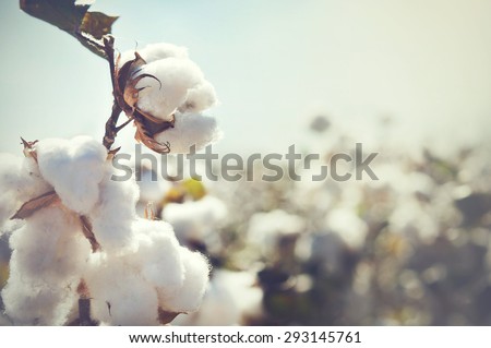 Cotton crop landscape with copy space area Royalty-Free Stock Photo #293145761