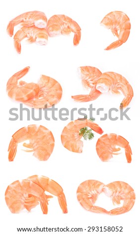Shrimp collection on a white background