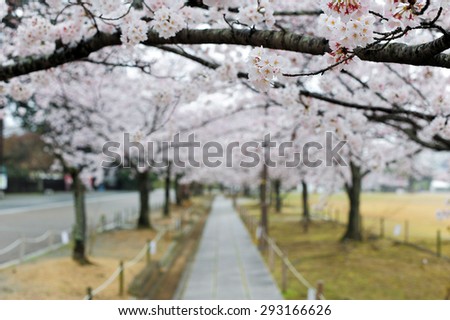 Sakura in japan park with shallow depth of field
