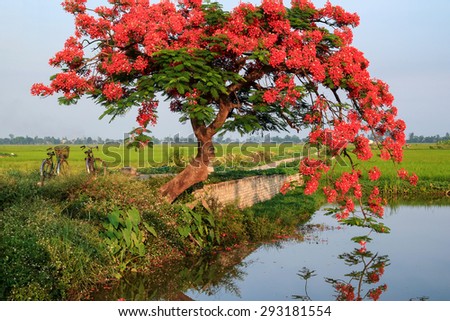 Poinciana phoenix or phoenix, is a flowering plant species live in the tropics or subtropics. Common name in English is: Flamboyant, Royal Poinciana tree and Mohur.