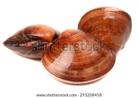 Clams on a white background  