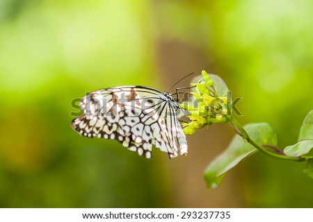 Butterfly fly in morning nature.