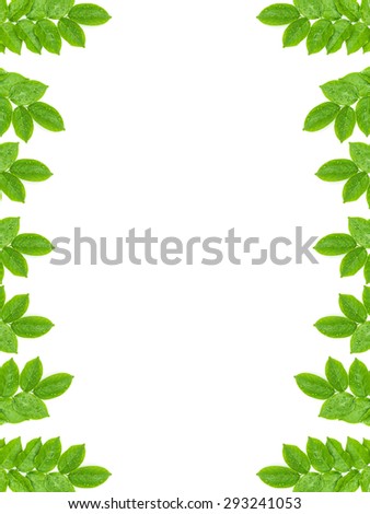 Water drops on fresh green leaves on white background for picture frame