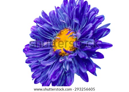 aster flower on a white background
