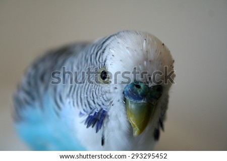 Blue and white male parakeet close up