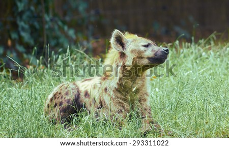Hyena (Hyaenidae) is resting on a sun.