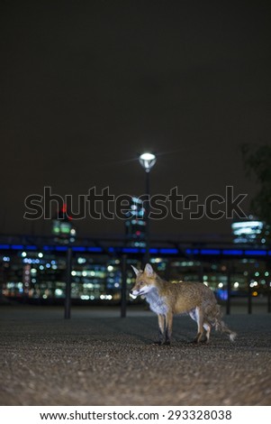 Red fox in urban setting at night. With tower blocks and street lights.