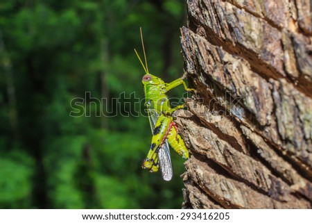 Grasshopper - background blur.