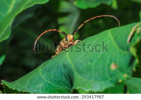 Insects-Long-horned beetle