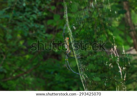 Spider - Golden Web Spider-Background blur.