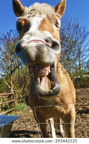 funny portrait of a laughing horse