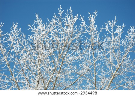 snow covered tree branch