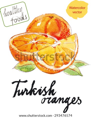 Watercolor hand drawn oranges - vector Illustration