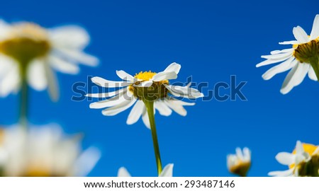Daisies in the sky