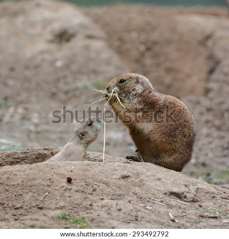  young prairie dog with his mother at the entrance to the cave