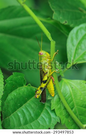 Grasshopper on the branch.