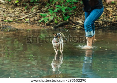 Chihuahua Puppy - afraid of water.