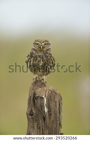 little owl perched on a wooden post