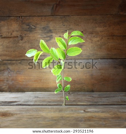 plant grows in old wood crack and symbolizes renewal and freshness. 