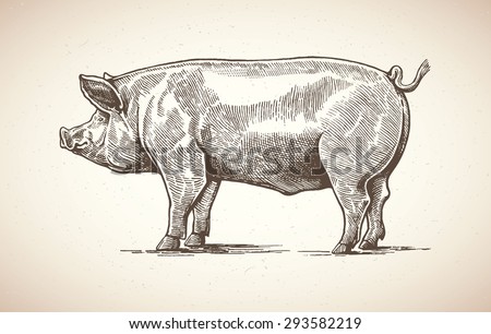 Vector illustration of pig in graphic style, hand drawing illustration.  Royalty-Free Stock Photo #293582219
