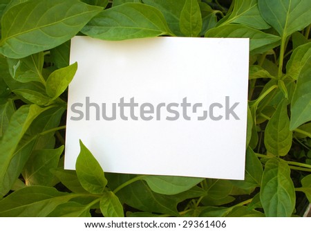 card blank on the grass