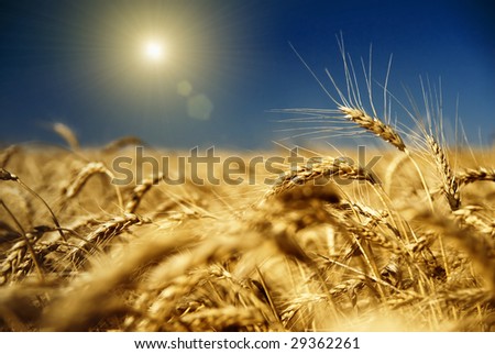 gold wheat and blue sky with sun