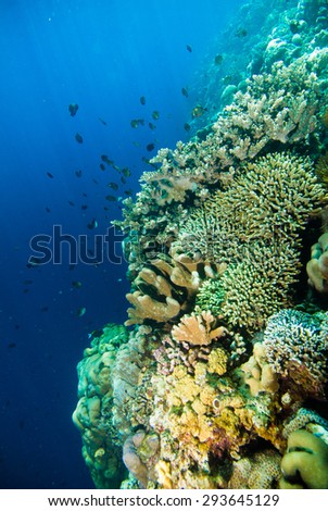diver blue water scuba diving bunaken indonesia sea reef ocean