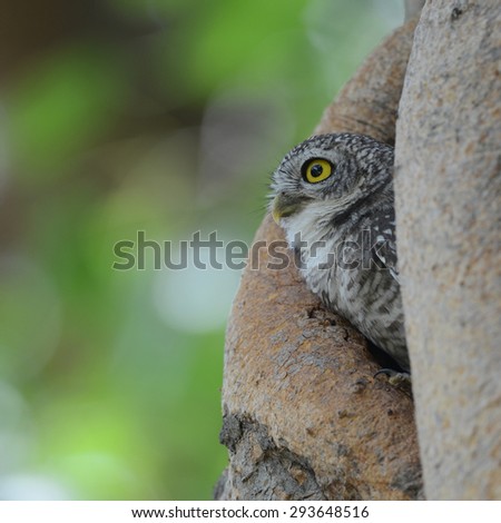 Asian Barred Owlet (Glaucidium cuculoides) is a species of true owl.
