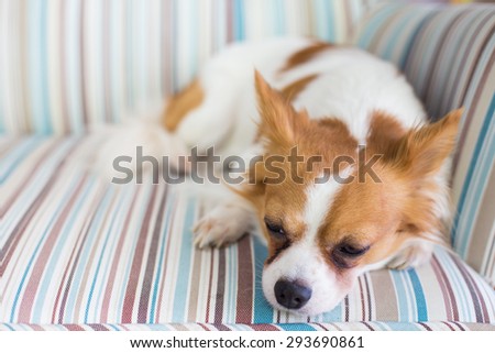 Chihuahua sleeping on the couch 