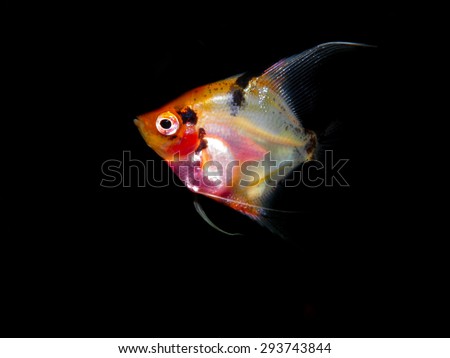 Aquarium freshwater fish. 
