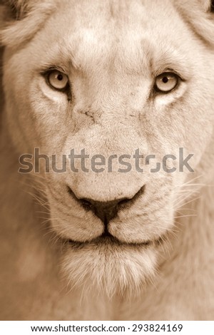 A white lioness looking intensely with her blue eyes in this beautiful close up photo of her face. This was taken at Pumba game reserve,eastern cape,south africa
